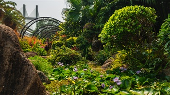 The arbor is surrounded by attractive, lush planting, including water lilies and Chinese Fan Palms.